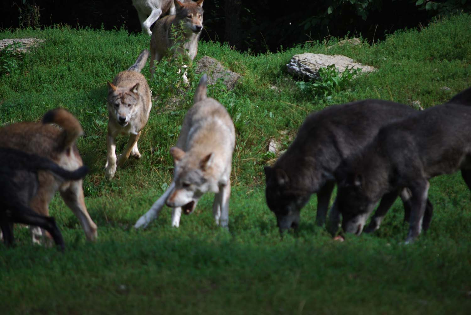 Wölfe im Wildpark Bad Mergentheim