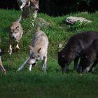 Wölfe im Wildpark Bad Mergentheim