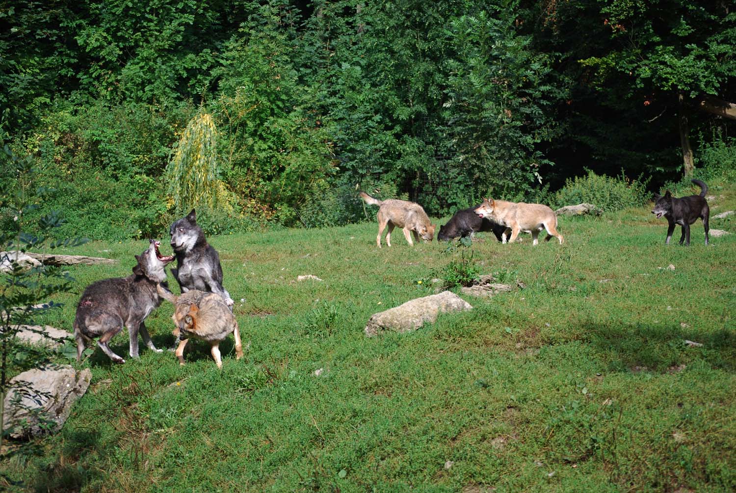 Wölfe im Wildpark Bad Mergentheim im Jahr 2009