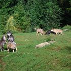 Wölfe im Wildpark Bad Mergentheim im Jahr 2009