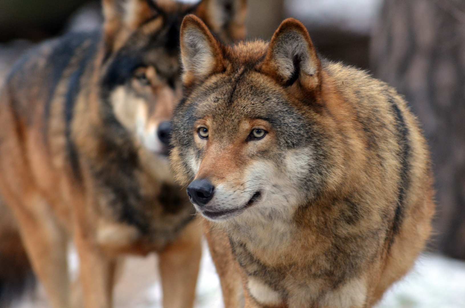 Wölfe im Wildpark 