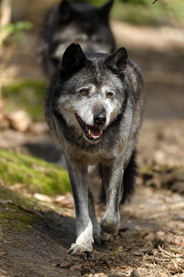 Wölfe im Wildpark Gangelt