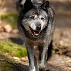 Wölfe im Wildpark Gangelt