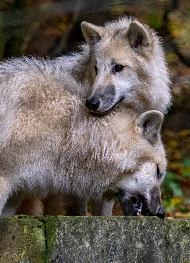 Wölfe im Wolfpark Werner Freund