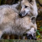 Wölfe im Wolfpark Werner Freund