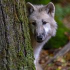 Wölfe im Wolfpark Werner Freund