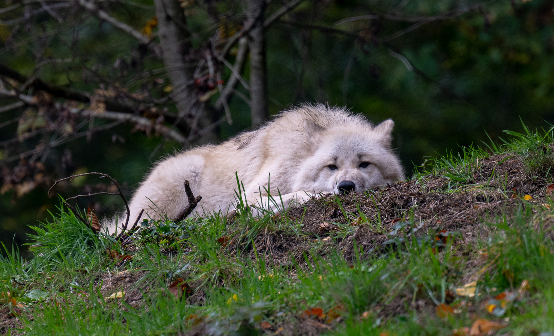 Wölfe im Wolfpark Werner Freund