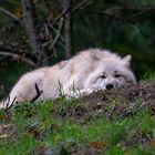 Wölfe im Wolfpark Werner Freund