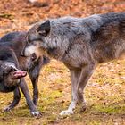 Wölfe im Wolfspark