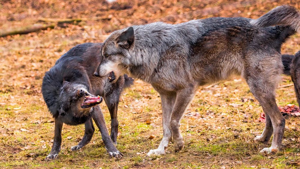 Wölfe im Wolfspark