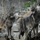 Wölfe im Zoo Hannover