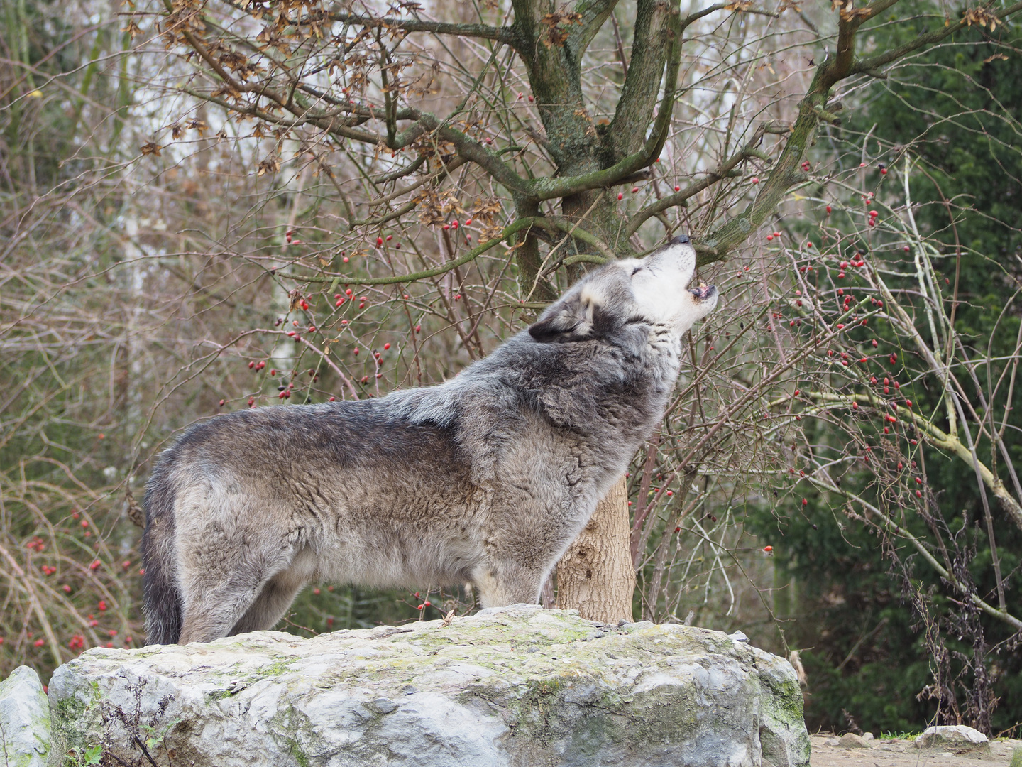 Wölfe im Zoo Hanover