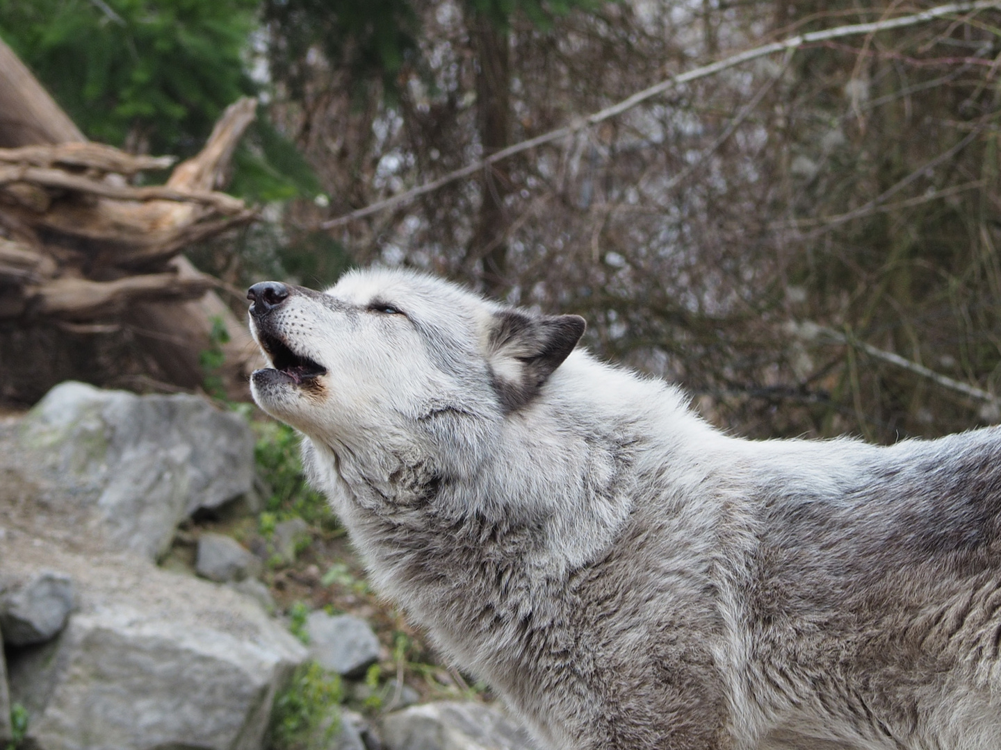 Wölfe im Zoo Hanover