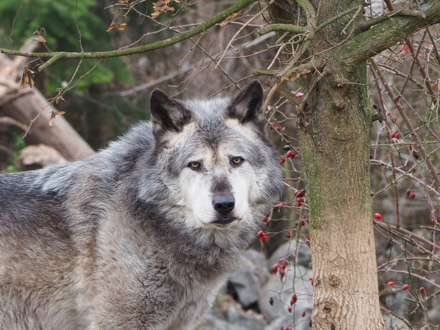 Wölfe im Zoo Hanover