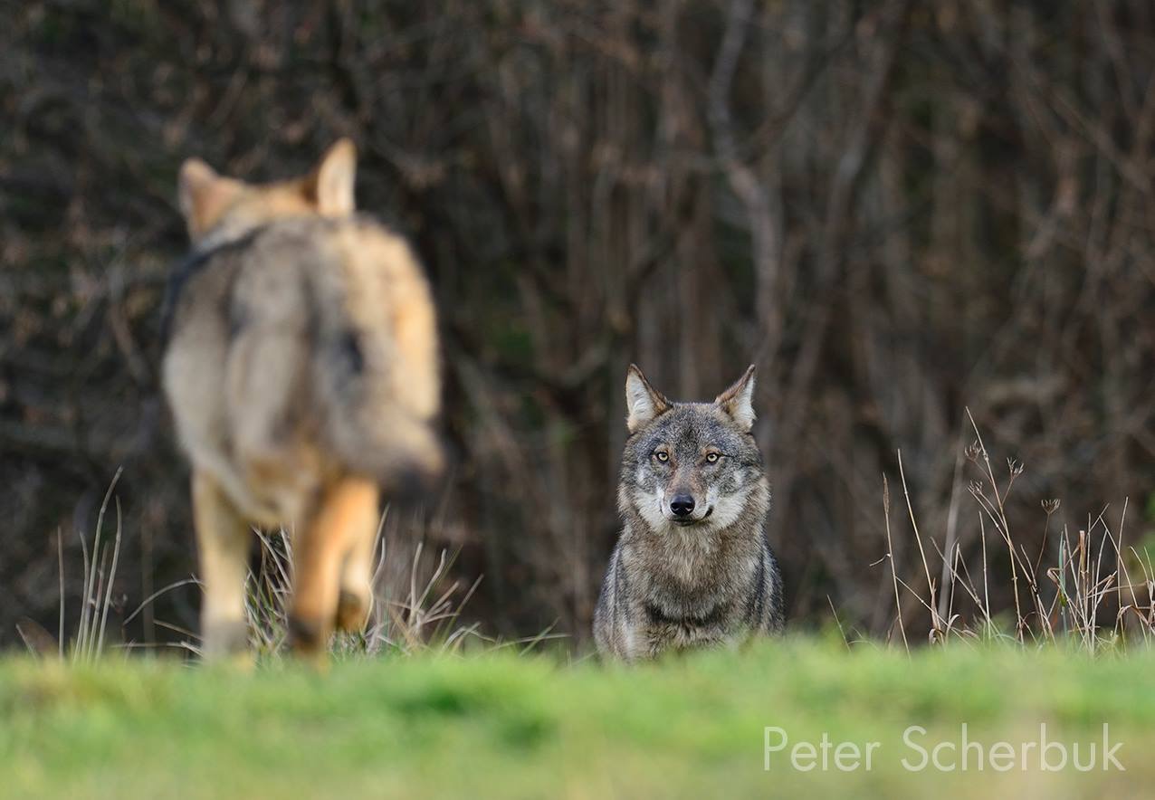 Wölfe in den polnischen Waldkarpaten 