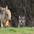 Wölfe in den polnischen Waldkarpaten 