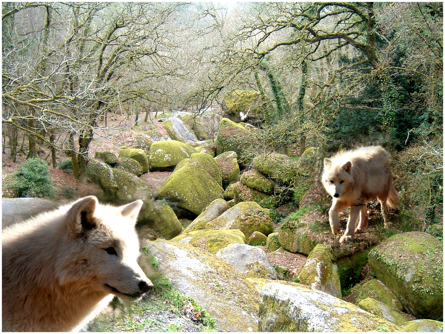 Wölfe in der Bretagne entdeckt! ;o)  Oder nur ein Traum?