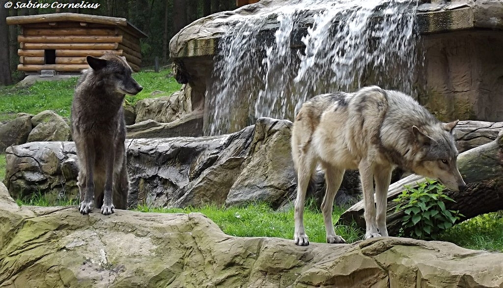 Wölfe in der Lüneburger Heide