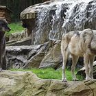 Wölfe in der Lüneburger Heide