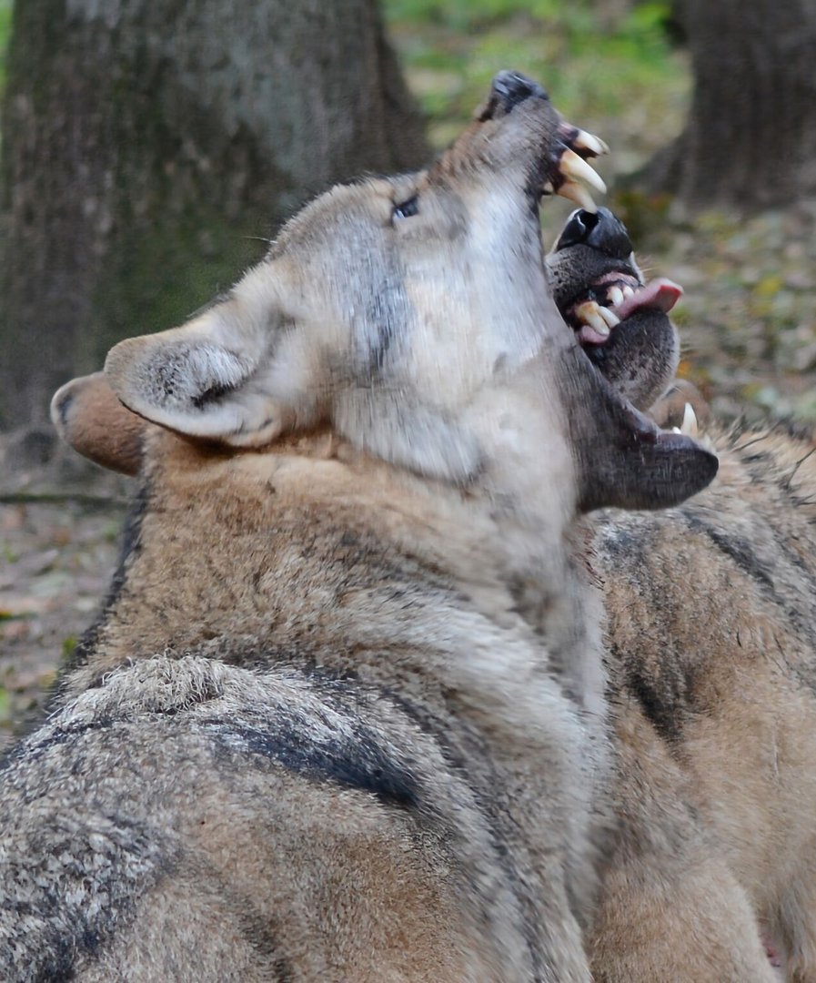 Wölfe in Dörverden . Wolfcenter . Schon etwas älter