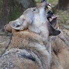 Wölfe in Dörverden . Wolfcenter . Schon etwas älter