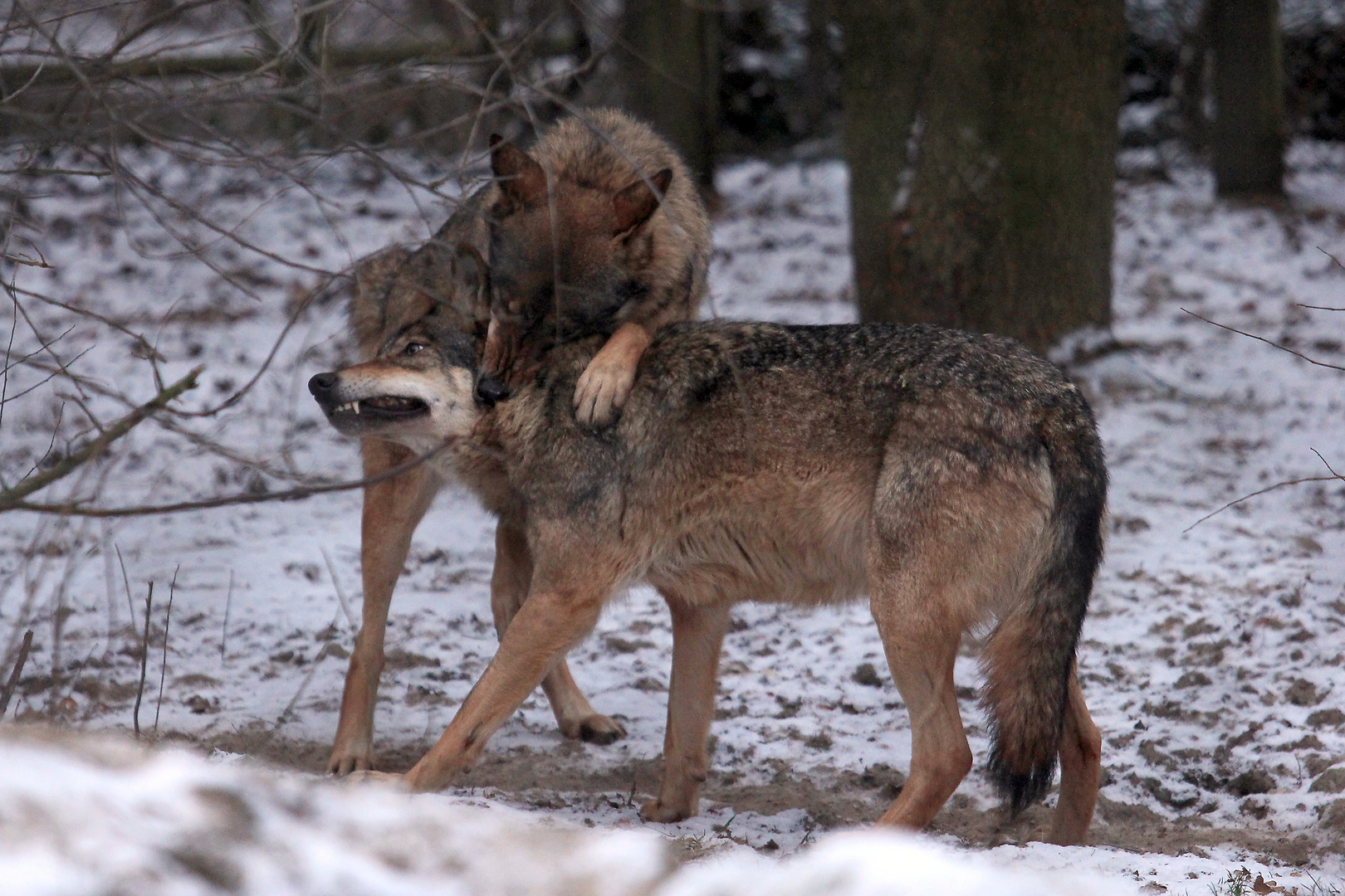 Wölfe in Olderdissen/Bielefeld