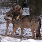 Wölfe in Olderdissen/Bielefeld