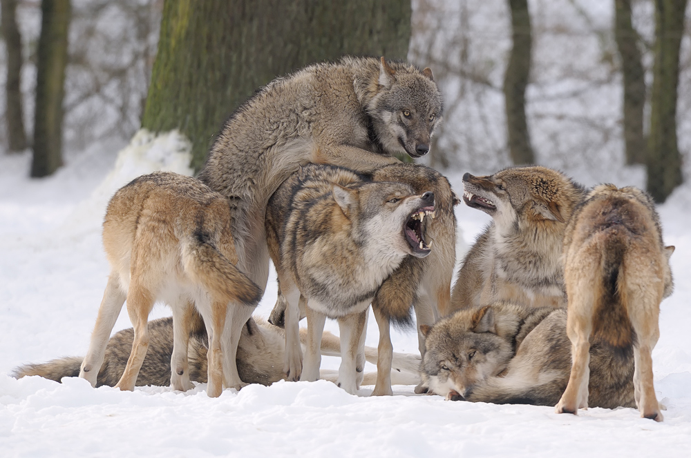 Wölfe in Paarungsstimmung Foto & Bild | tiere, zoo, wildpark ...
