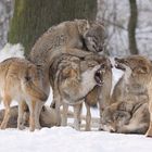 Wölfe in Paarungsstimmung