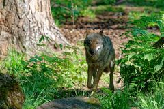 Wölfe in Wildpark "Alte Fasanerie" in Hanau