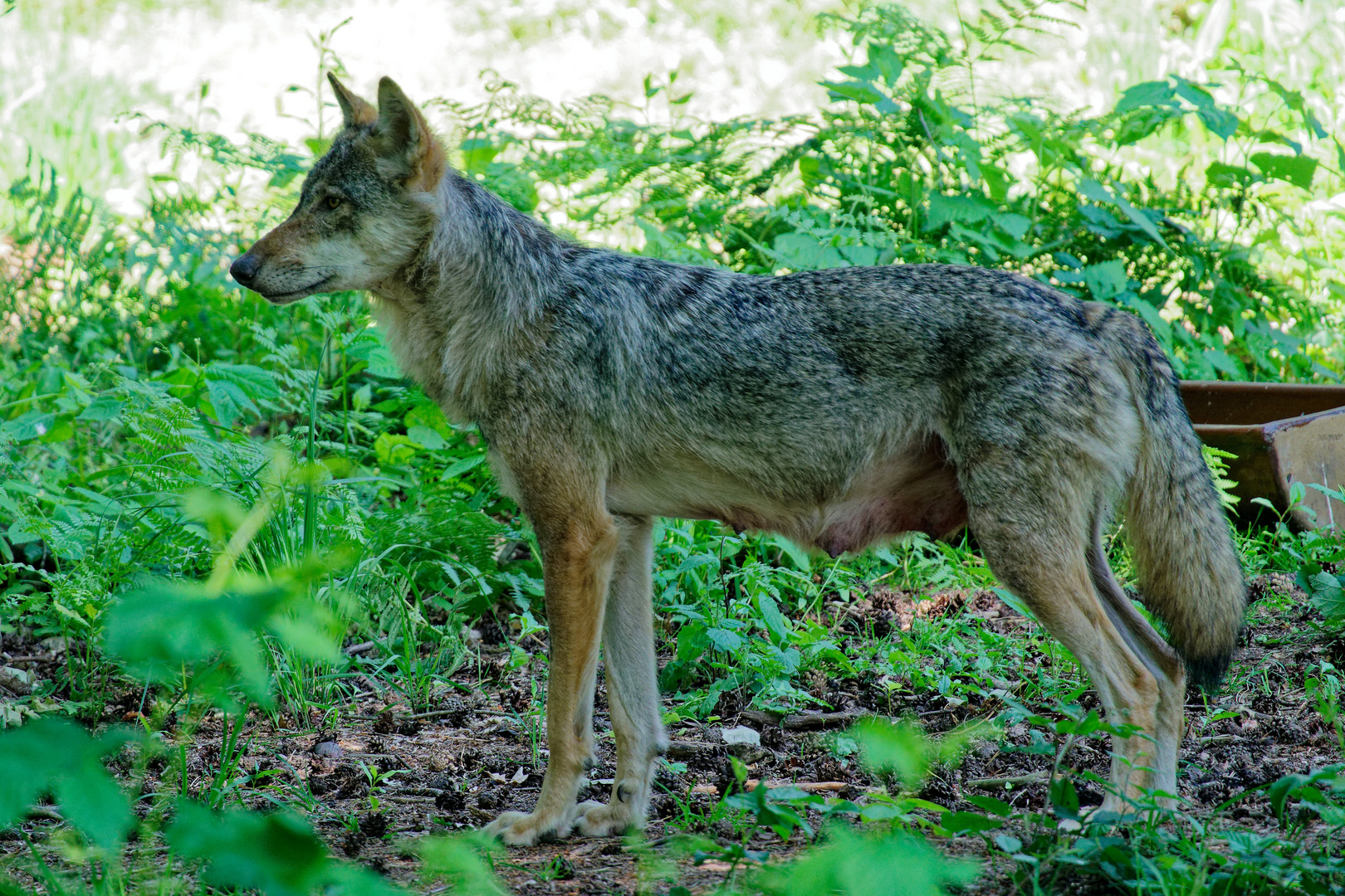 Wölfe in Wildpark "Alte Fasanerie" in Hanau