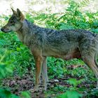 Wölfe in Wildpark "Alte Fasanerie" in Hanau