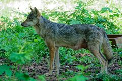 Wölfe in Wildpark "Alte Fasanerie" in Hanau