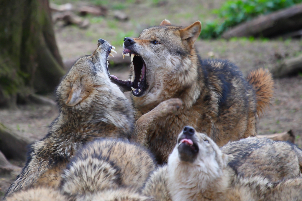 Wölfe kämpfen