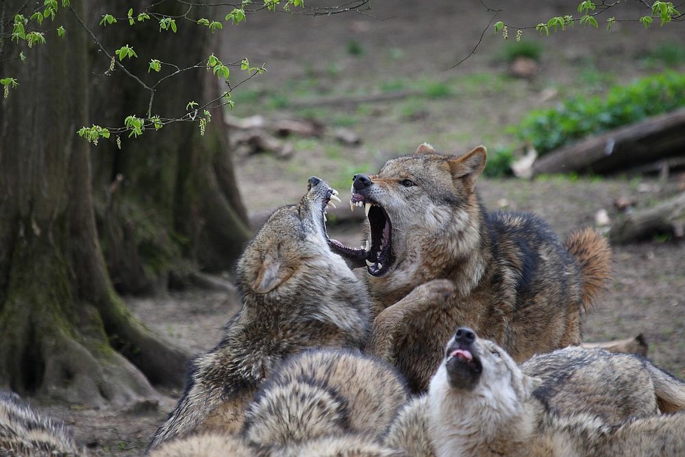 Wölfe kämpfen