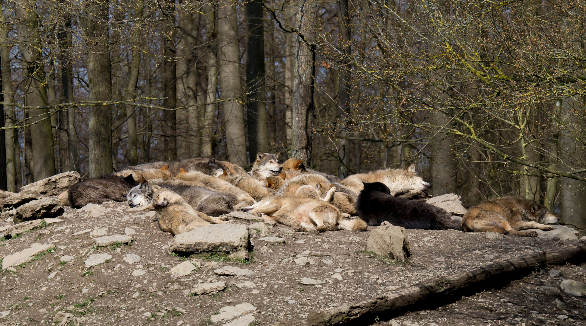 Wölfe -Kanadischer Timberwolf