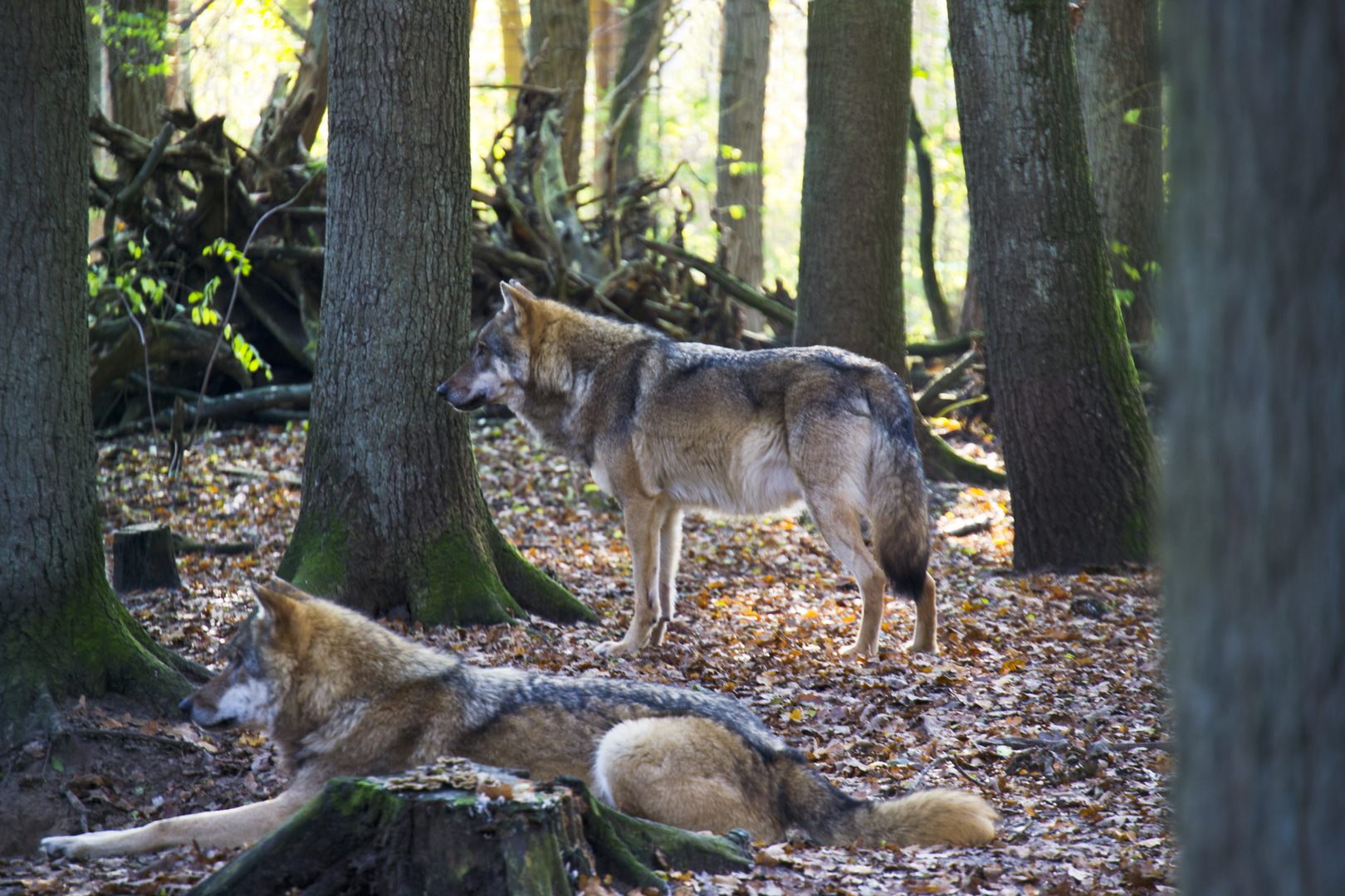 Wölfe Niedersachsen