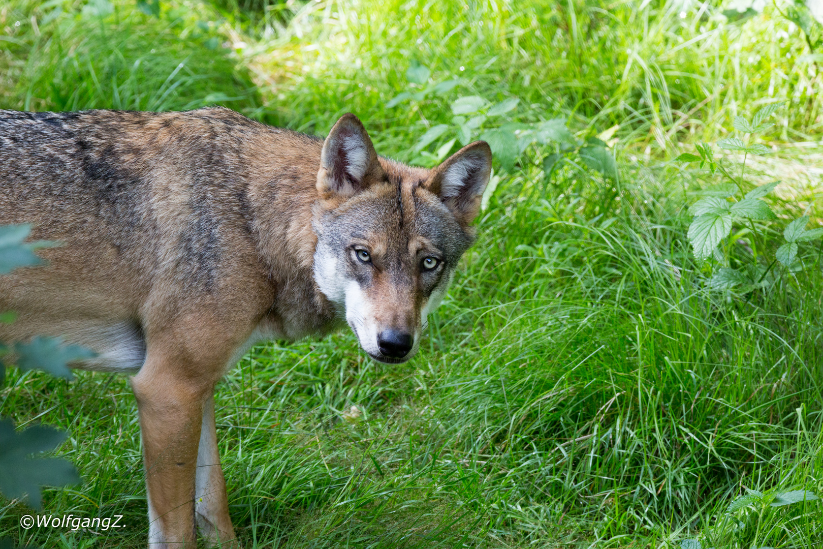 Wölfe sollen abgeschossen werden