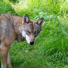 Wölfe sollen abgeschossen werden