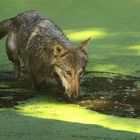 Wölfin im grünen Wasserloch