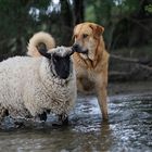 Wölkchen und Don