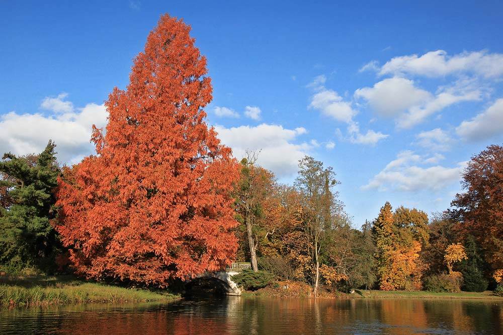 Wörlitz - Herbst 2