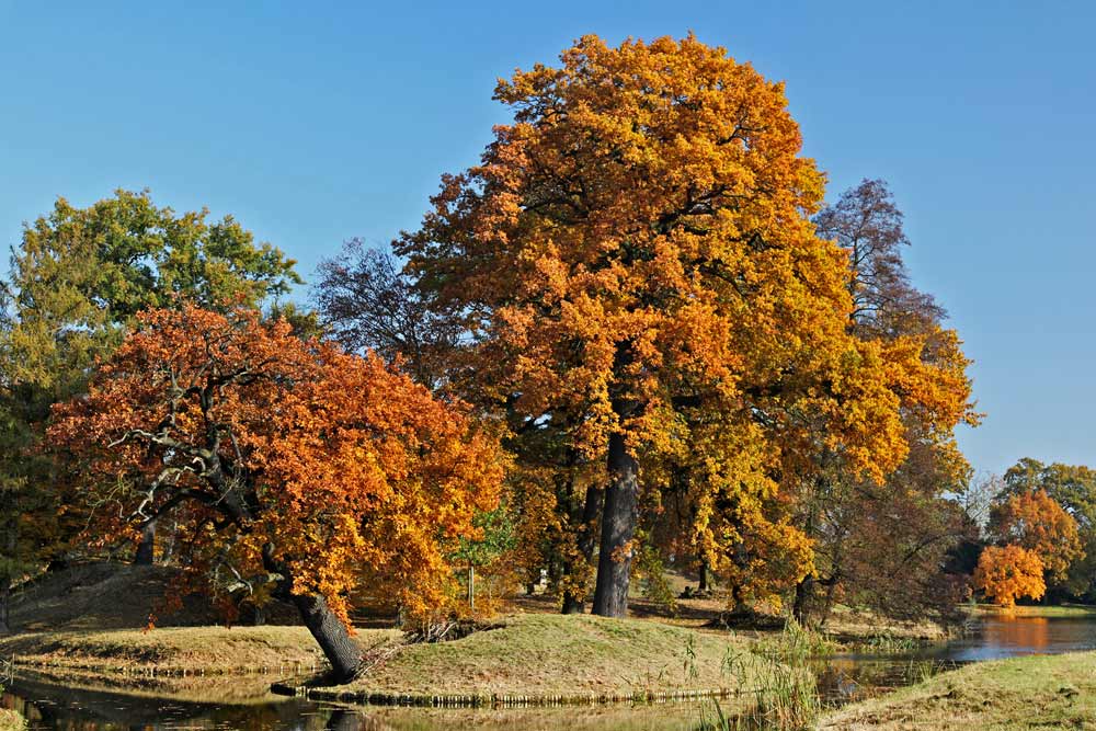 Wörlitz - Herbst 3