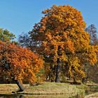 Wörlitz - Herbst 3