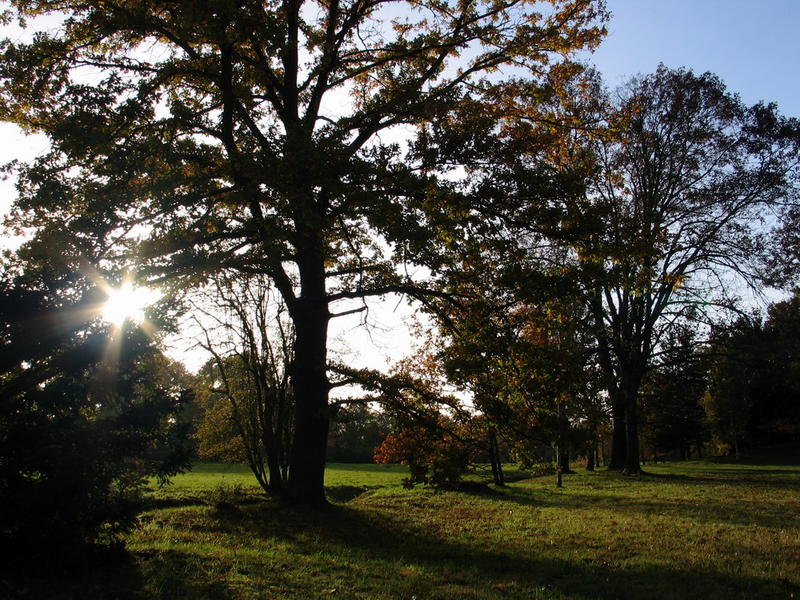 Wörlitz im Herbst I