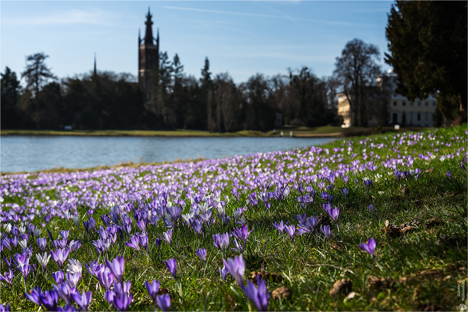 Wörlitz, Krokusse