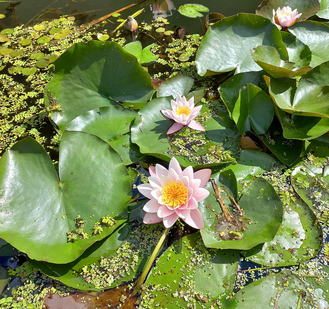 Wörlitzer Gartenreich (2)