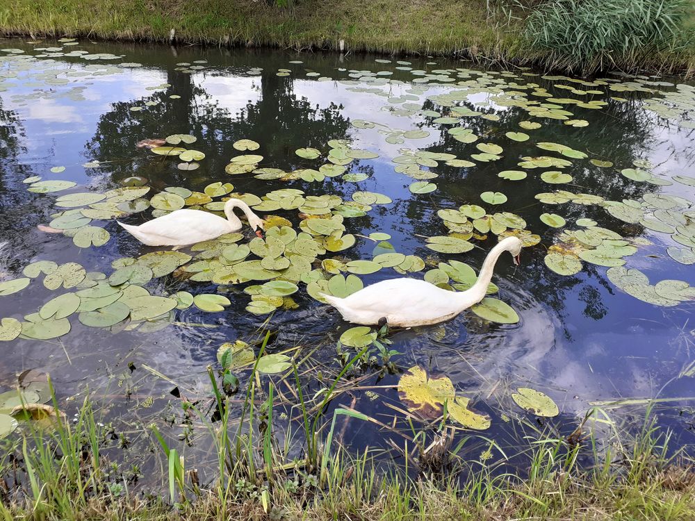 Wörlitzer Gartenreich (6)