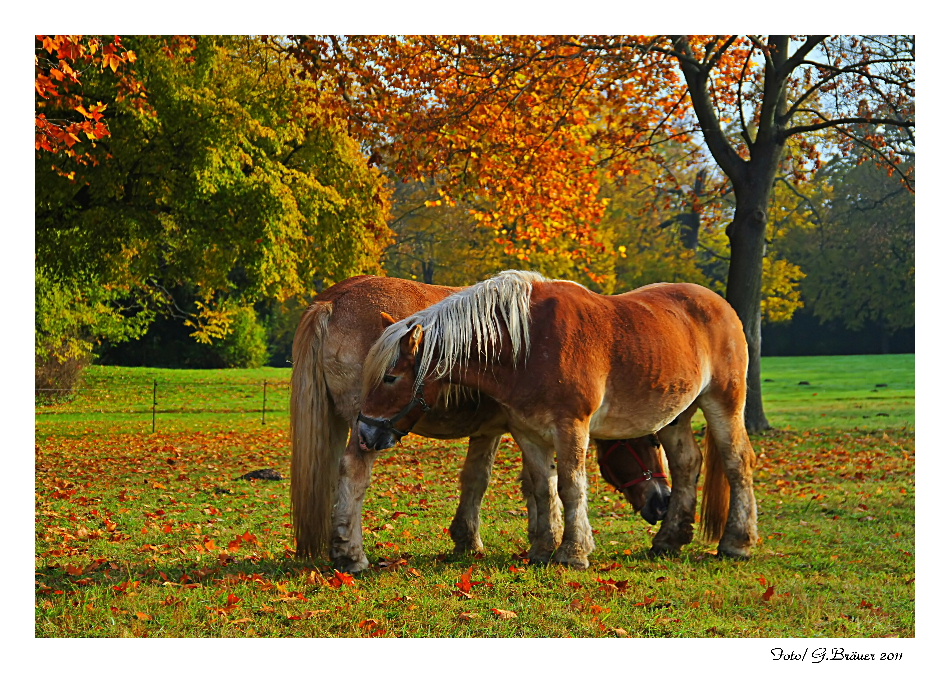 Wörlitzer Herbst / 2