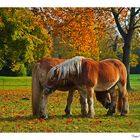 Wörlitzer Herbst / 2